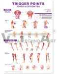 Trigger Points Giant Anatomical Chart - Torso & Extremities